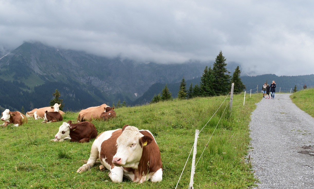 Swiss cows in Alpine meadows - Traditional Switzerland experience